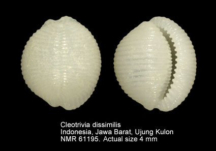 Cleotrivia dissimilis.jpg - Cleotrivia dissimilis Fehse,2015